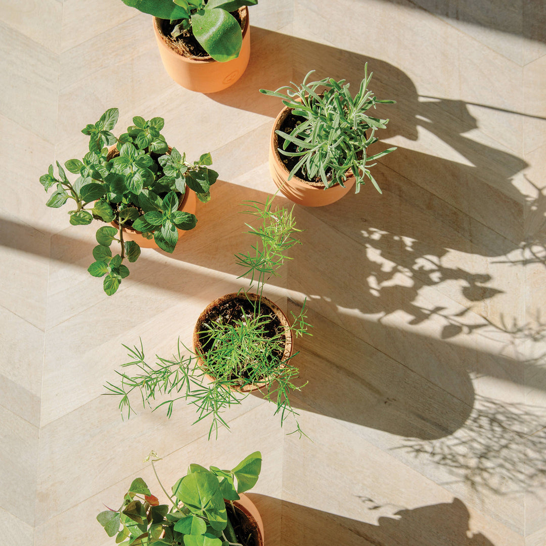Tiny Terracotta Grow Kits: Live Well Lavender
