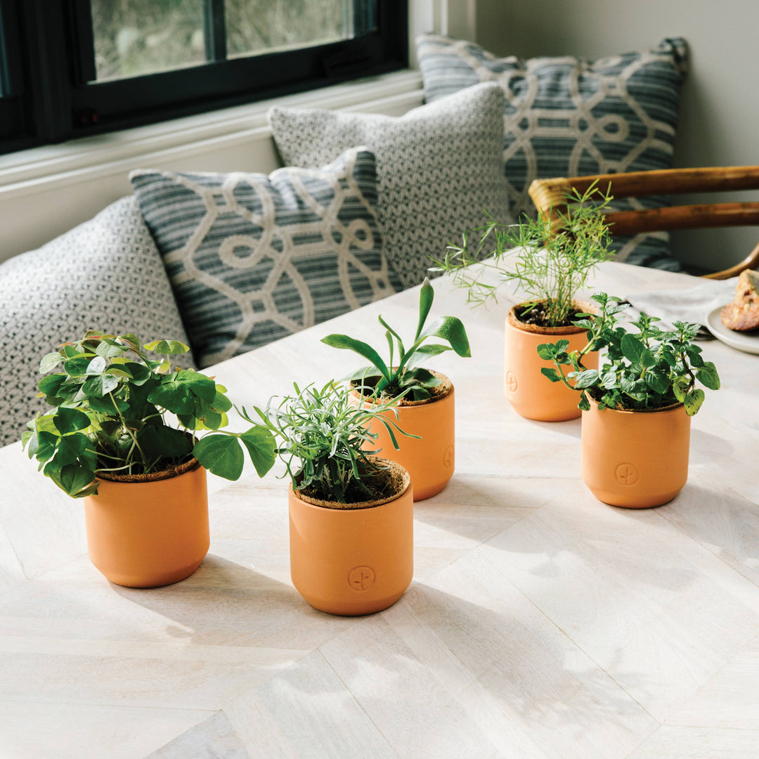 Tiny Terracotta Grow Kits: Live Well Lavender