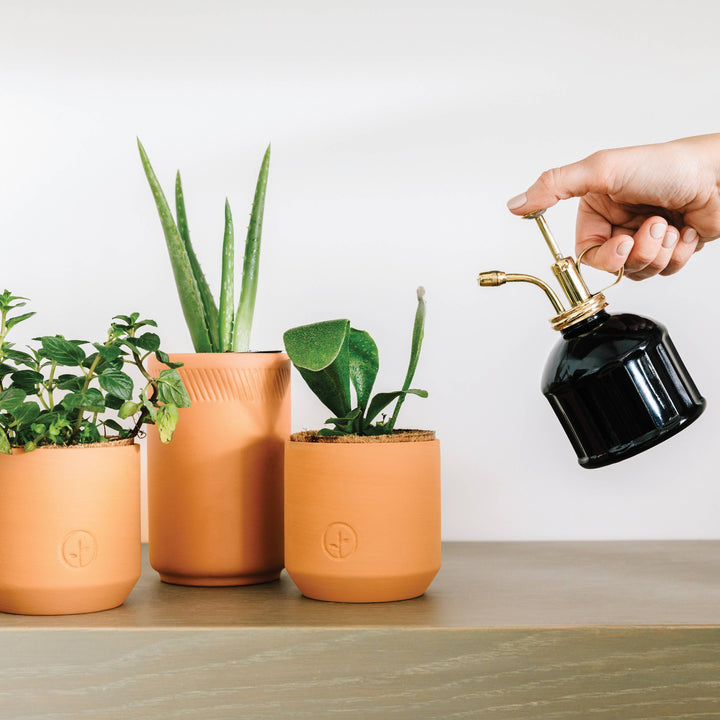 Tiny Terracotta Grow Kits: Live Well Lavender