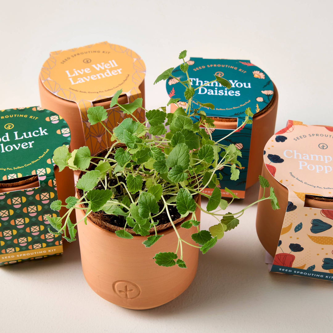 Tiny Terracotta Grow Kits: Live Well Lavender